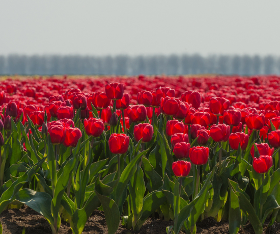 My Wedding Listing Location Taxonomy Almere